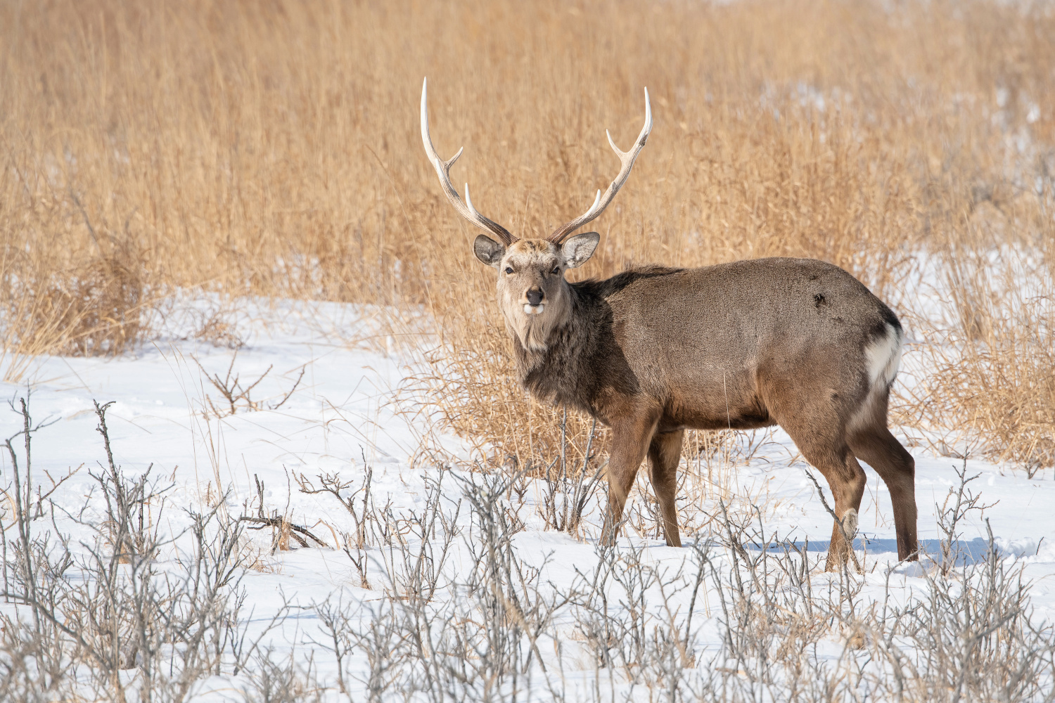 sika hokkaidský (Cervus nippon yesoensis) Hokkaido sika deer