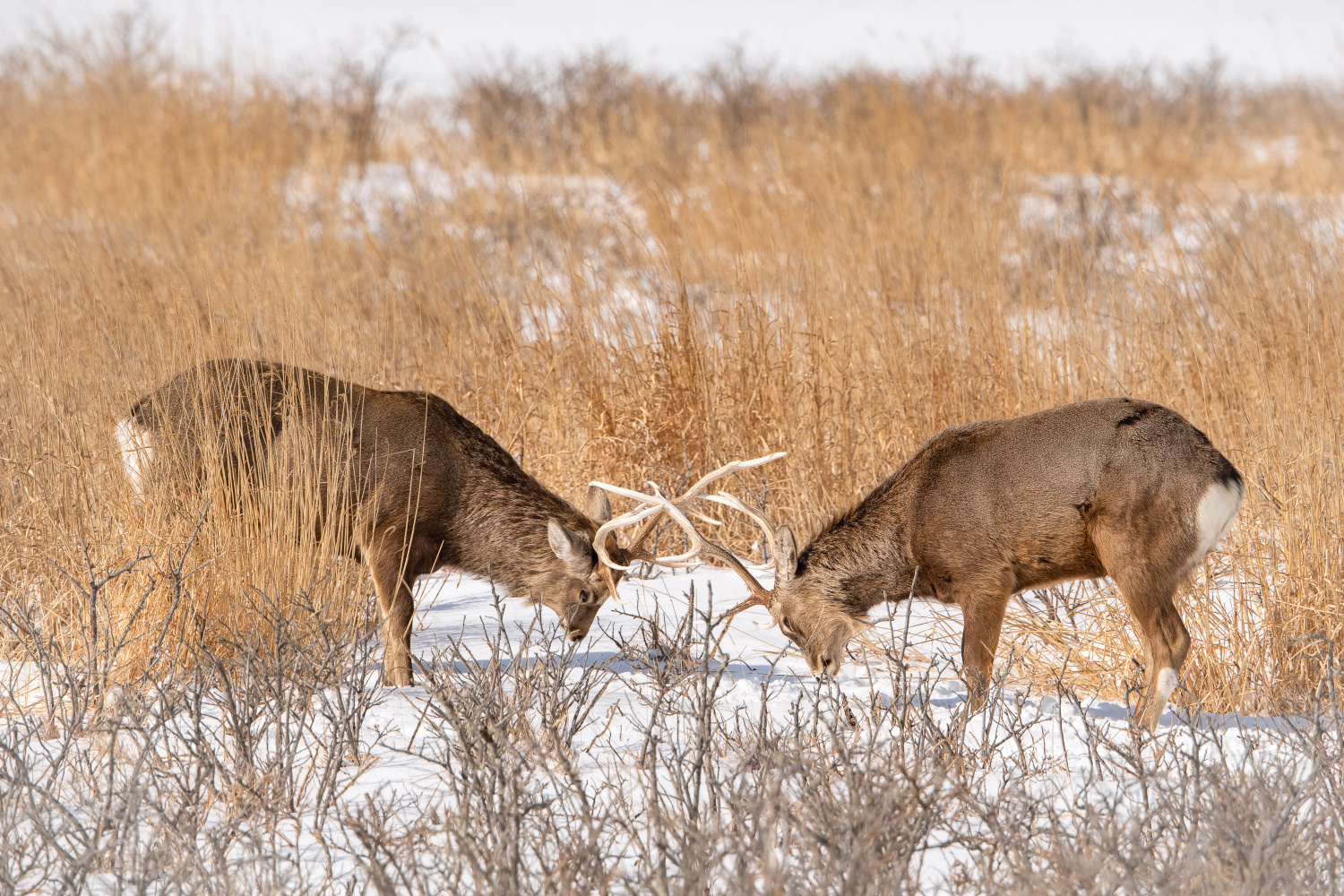 sika hokkaidský (Cervus nippon yesoensis) Hokkaido sika deer