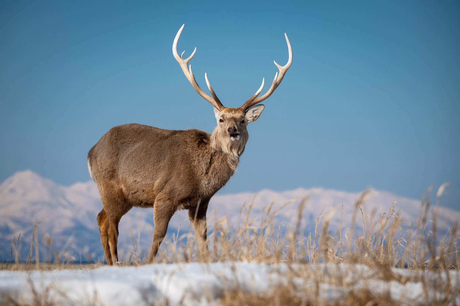 sika hokkaidský (Cervus nippon yesoensis) Hokkaido sika deer