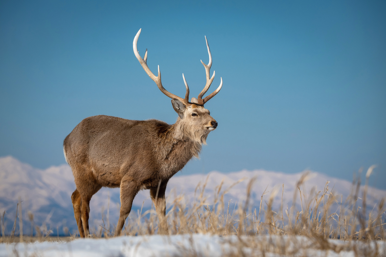 sika hokkaidský (Cervus nippon yesoensis) Hokkaido sika deer