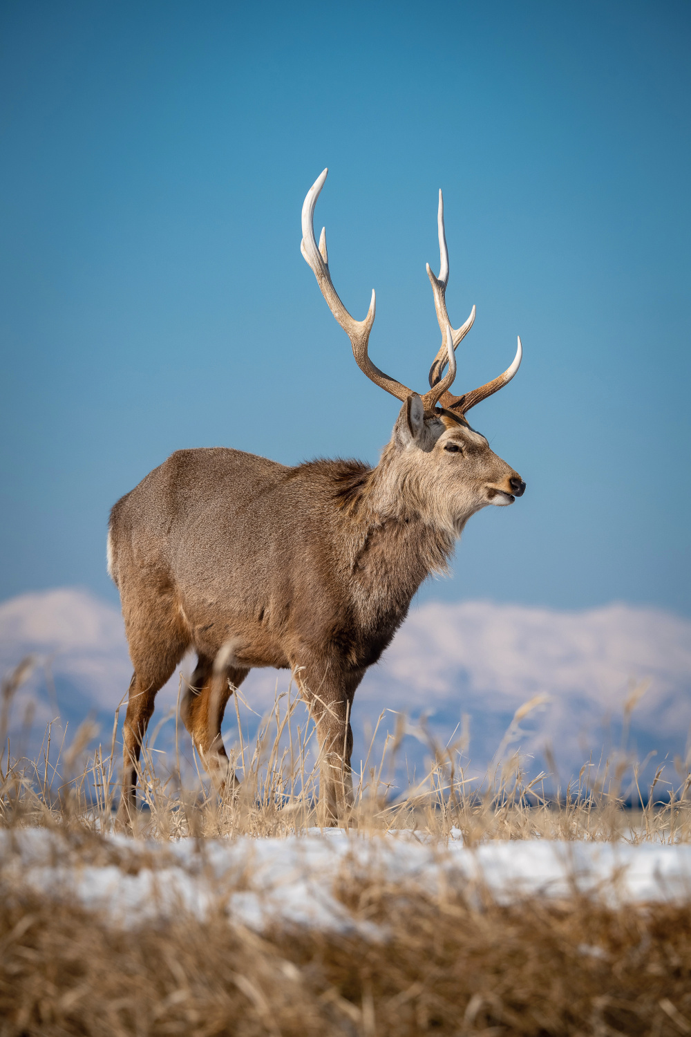 sika hokkaidský (Cervus nippon yesoensis) Hokkaido sika deer