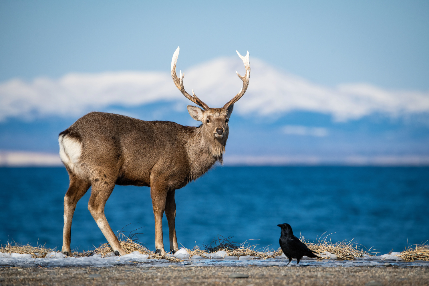 sika hokkaidský (Cervus nippon yesoensis) Hokkaido sika deer