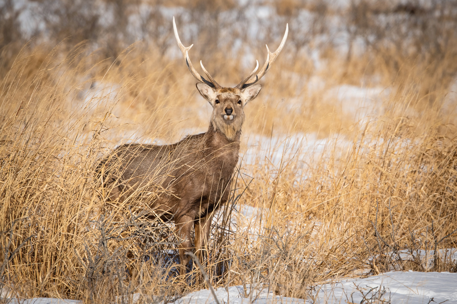 sika hokkaidský (Cervus nippon yesoensis) Hokkaido sika deer