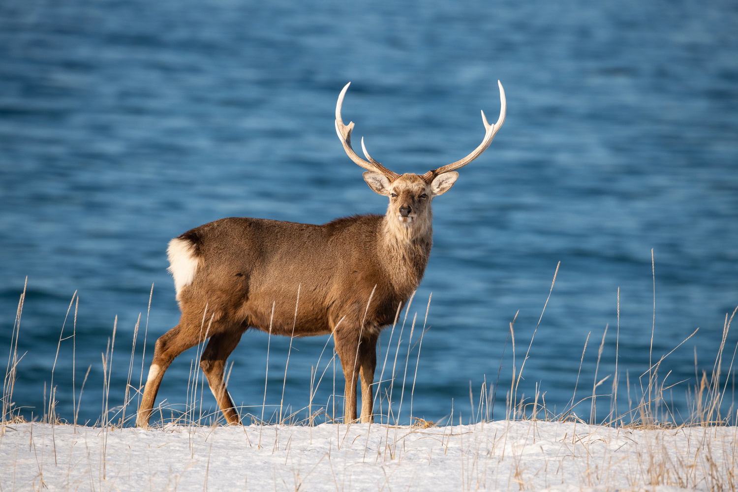 sika hokkaidský (Cervus nippon yesoensis) Hokkaido sika deer