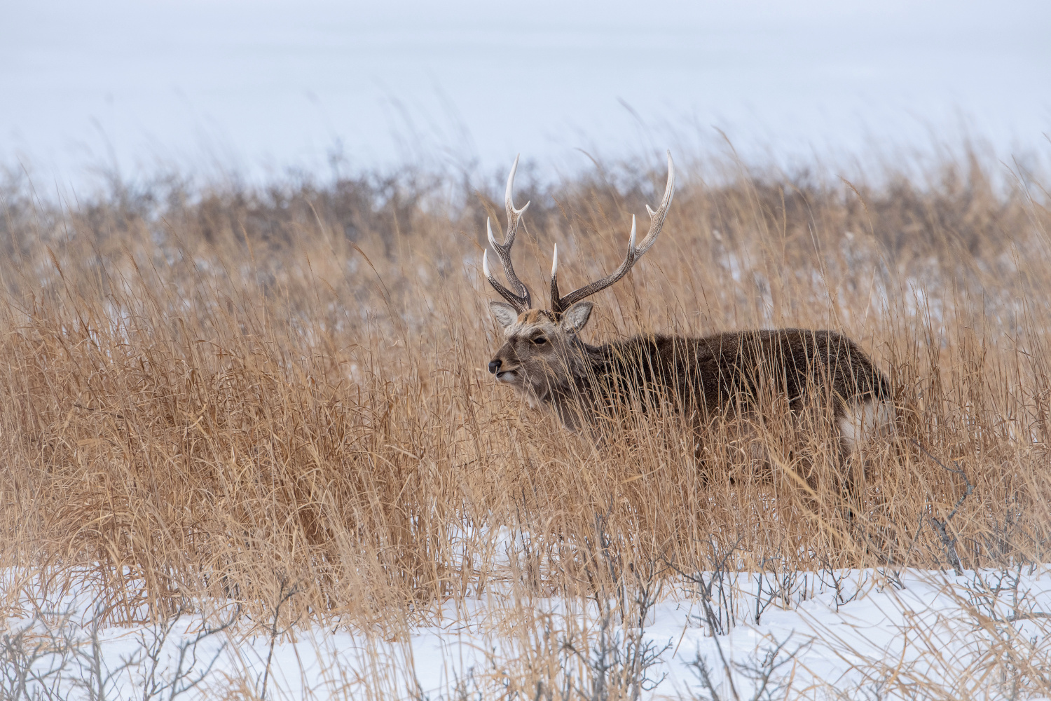 sika hokkaidský (Cervus nippon yesoensis) Hokkaido sika deer