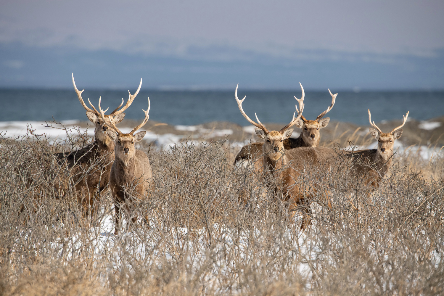 sika hokkaidský (Cervus nippon yesoensis) Hokkaido sika deer