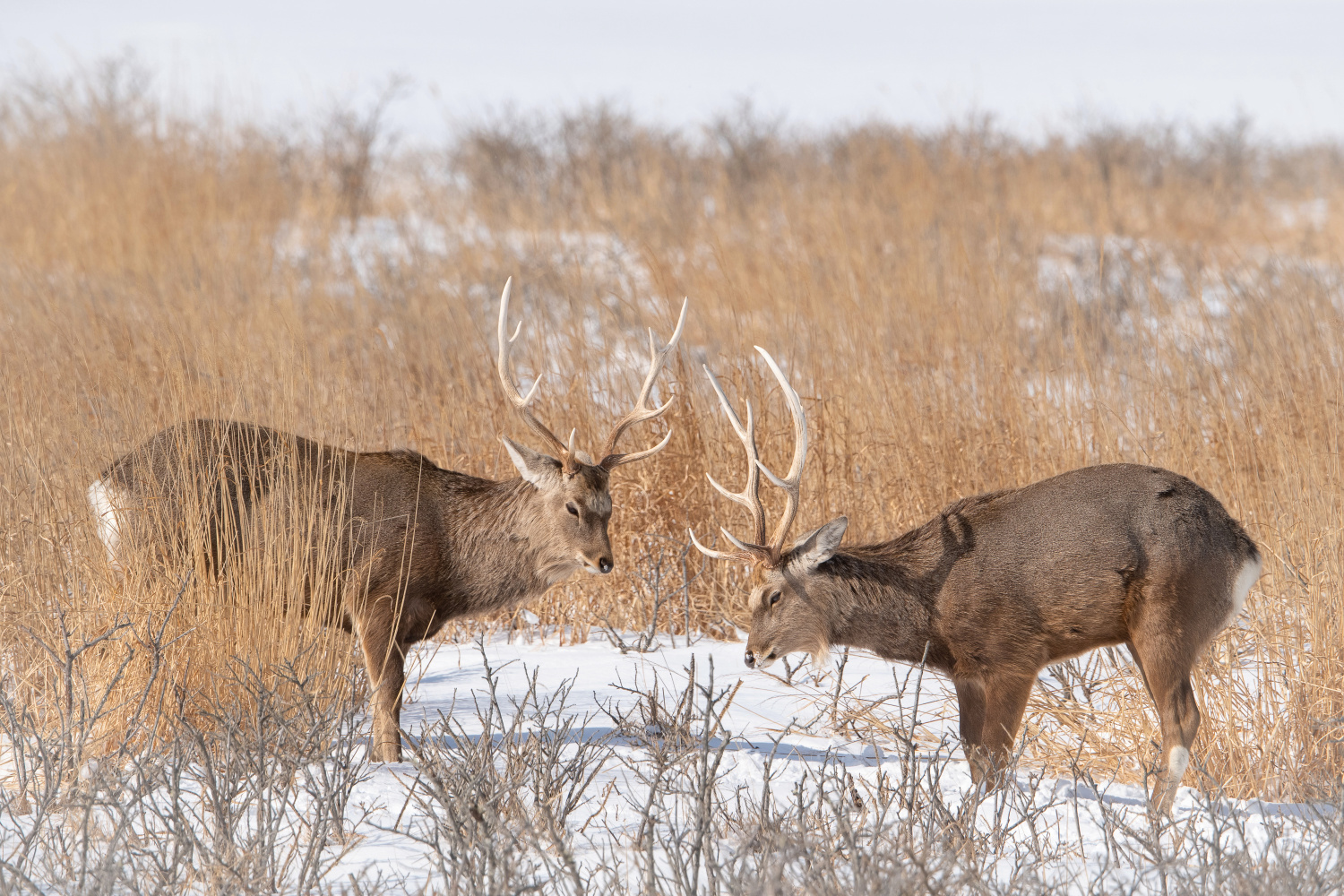 sika hokkaidský (Cervus nippon yesoensis) Hokkaido sika deer