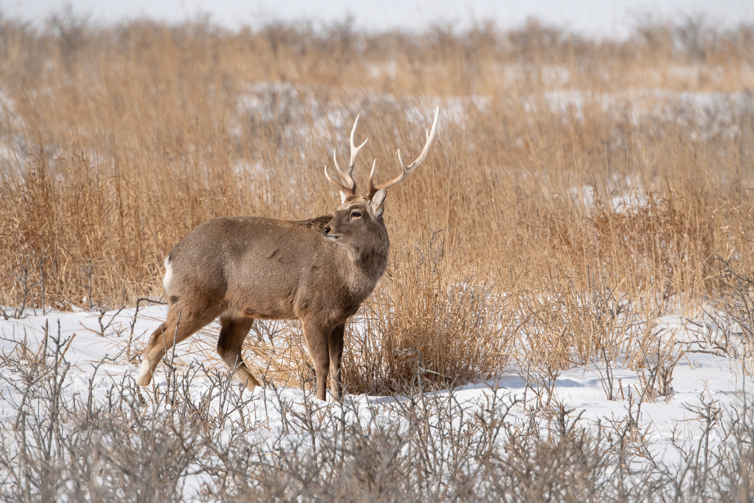 sika hokkaidský (Cervus nippon yesoensis) Hokkaido sika deer