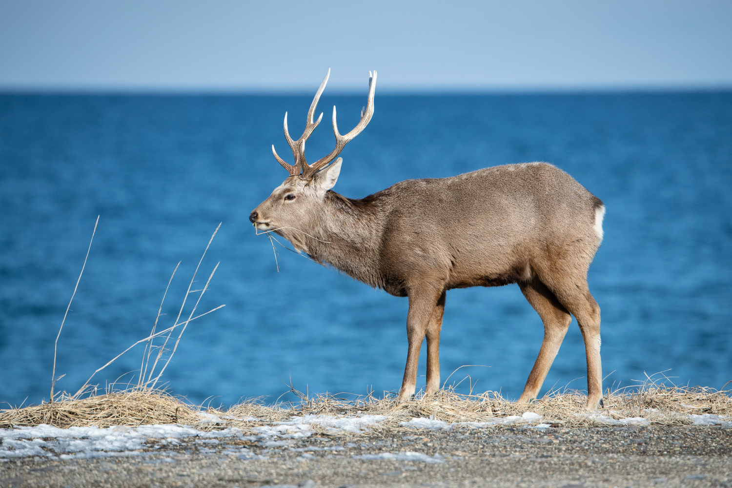 sika hokkaidský (Cervus nippon yesoensis) Hokkaido sika deer