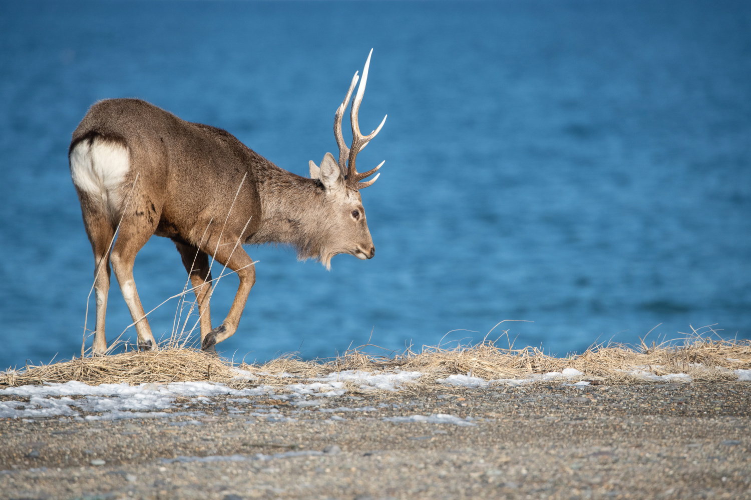 sika hokkaidský (Cervus nippon yesoensis) Hokkaido sika deer