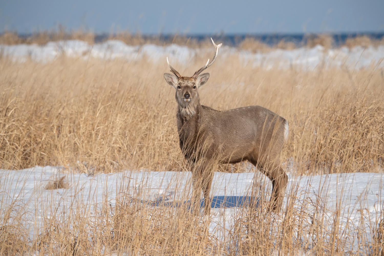 sika hokkaidský (Cervus nippon yesoensis) Hokkaido sika deer