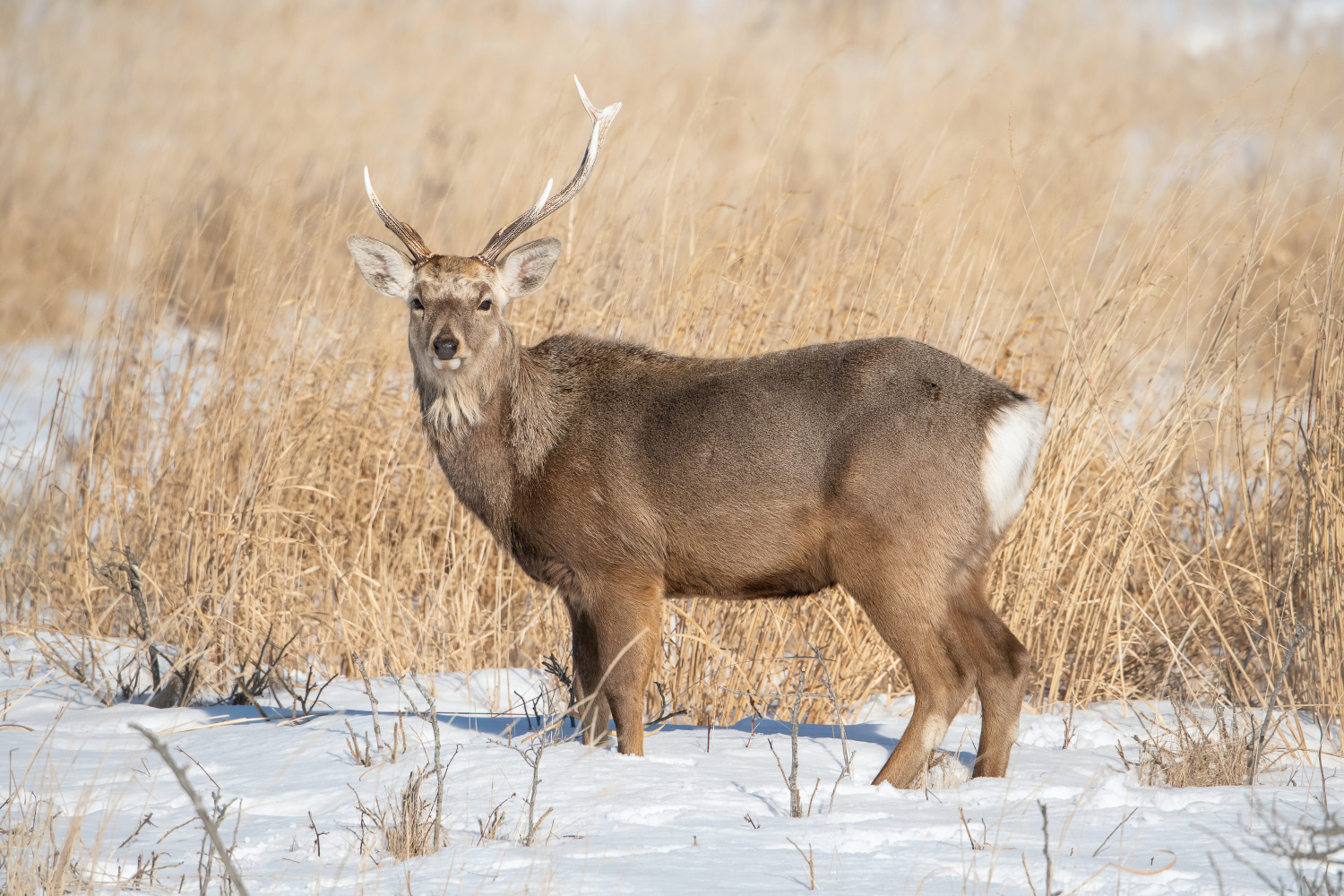 sika hokkaidský (Cervus nippon yesoensis) Hokkaido sika deer