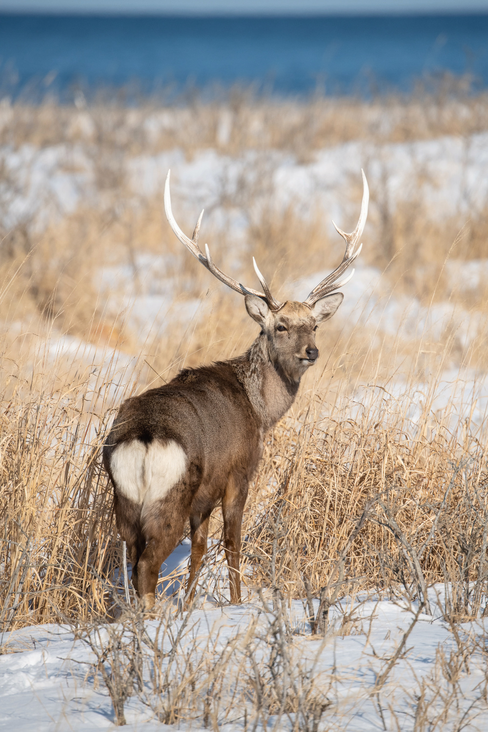 sika hokkaidský (Cervus nippon yesoensis) Hokkaido sika deer