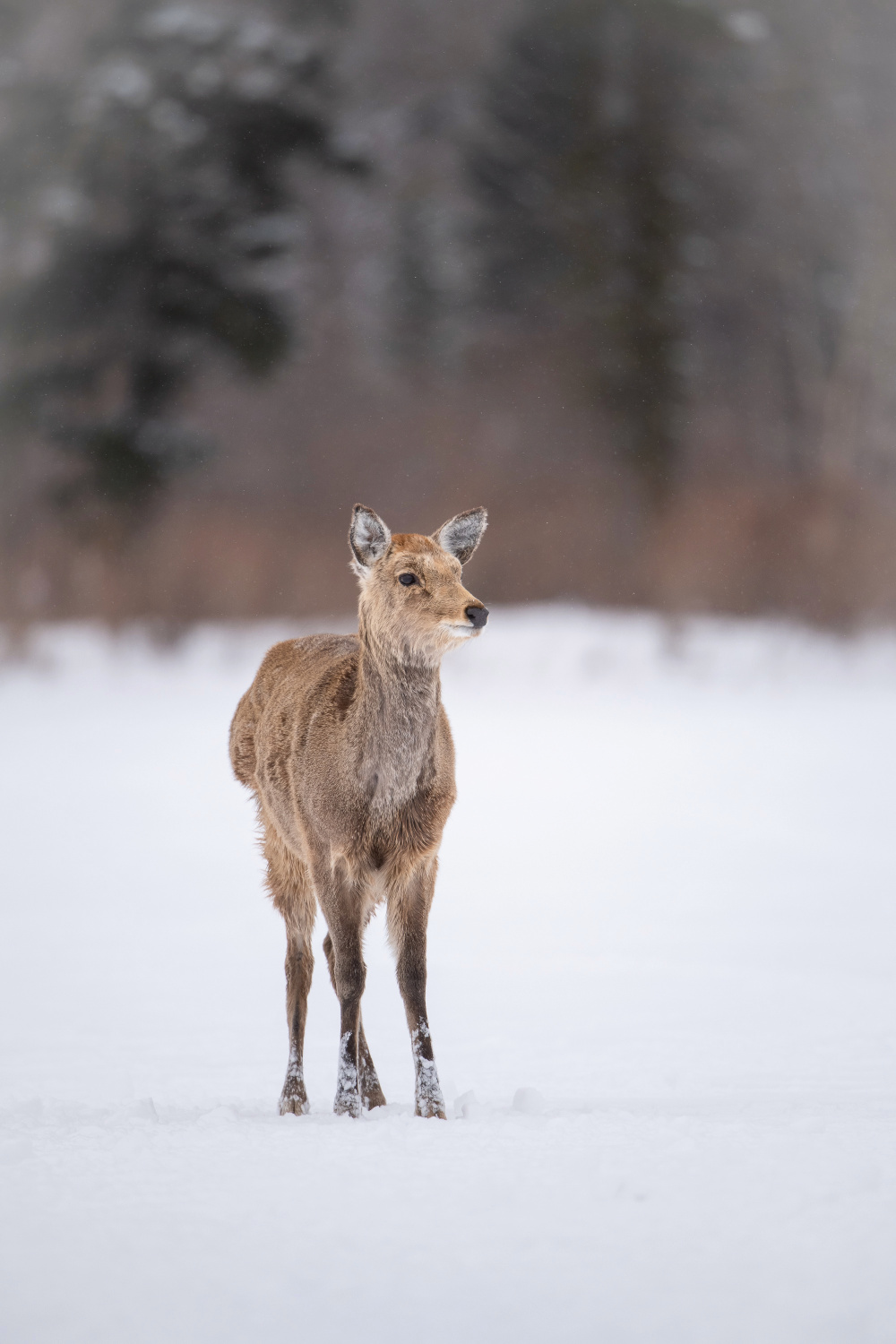 sika hokkaidský (Cervus nippon yesoensis) Hokkaido sika deer