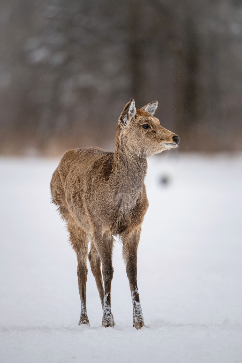 sika hokkaidský (Cervus nippon yesoensis) Hokkaido sika deer