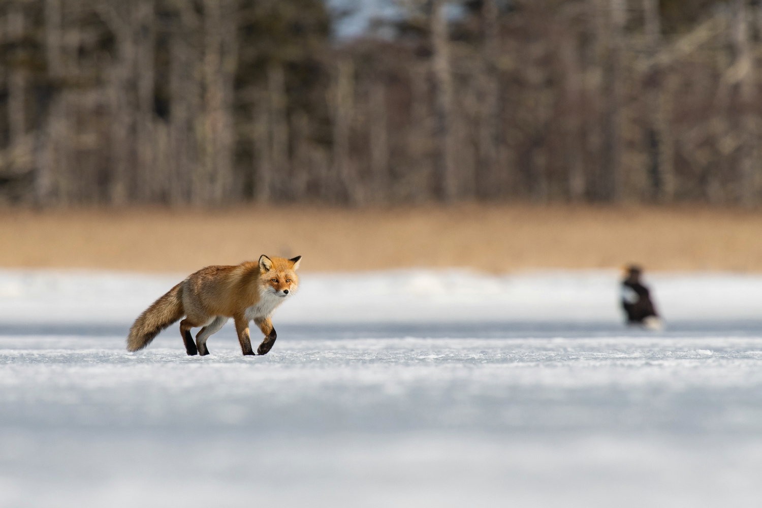 liška obecná (Vulpes vulpes) Red fox