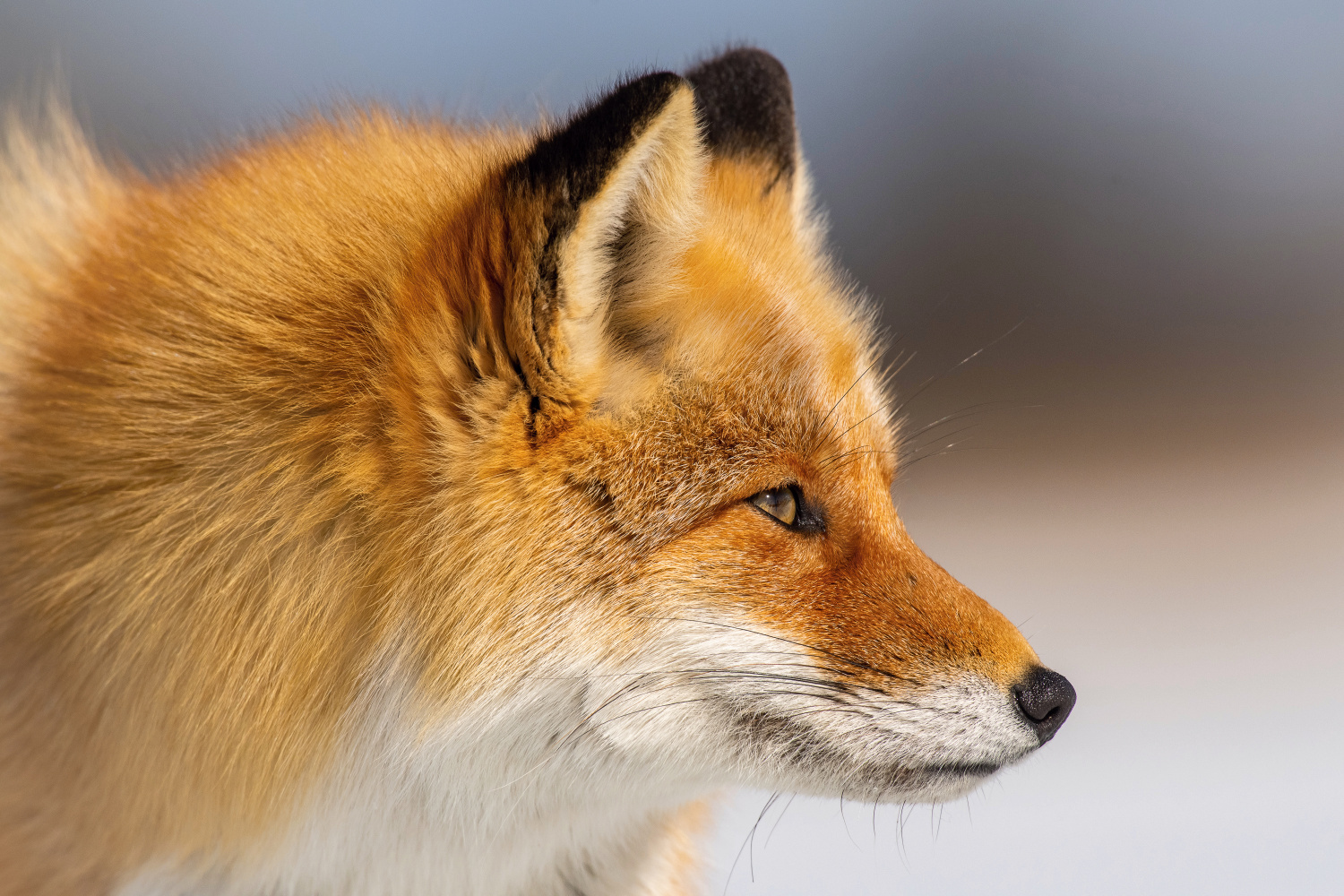 liška obecná (Vulpes vulpes) Red fox