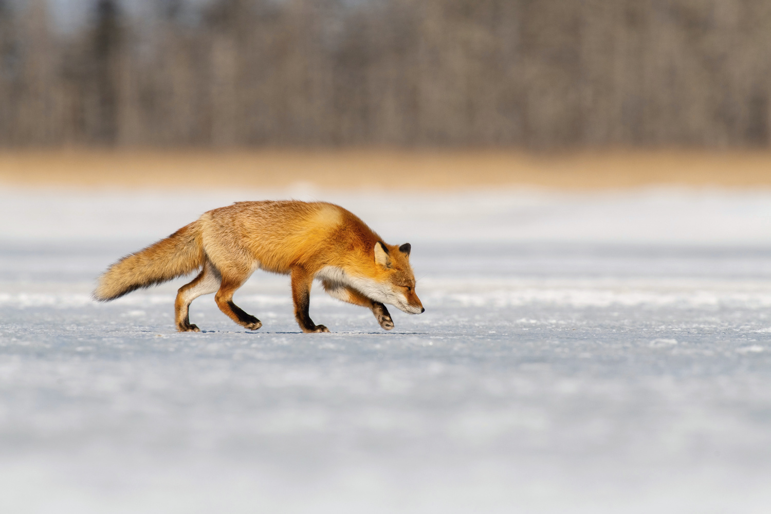 liška obecná (Vulpes vulpes) Red fox