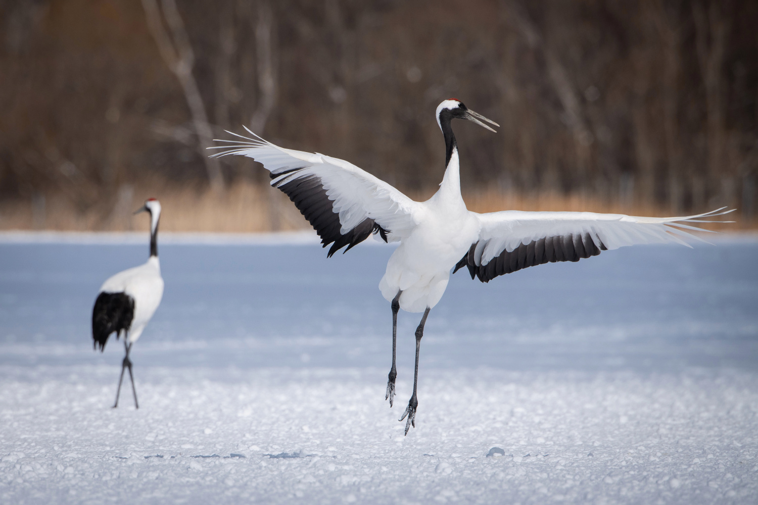 jeřáb mandžuský (Grus japonensis) Red-crowned crane