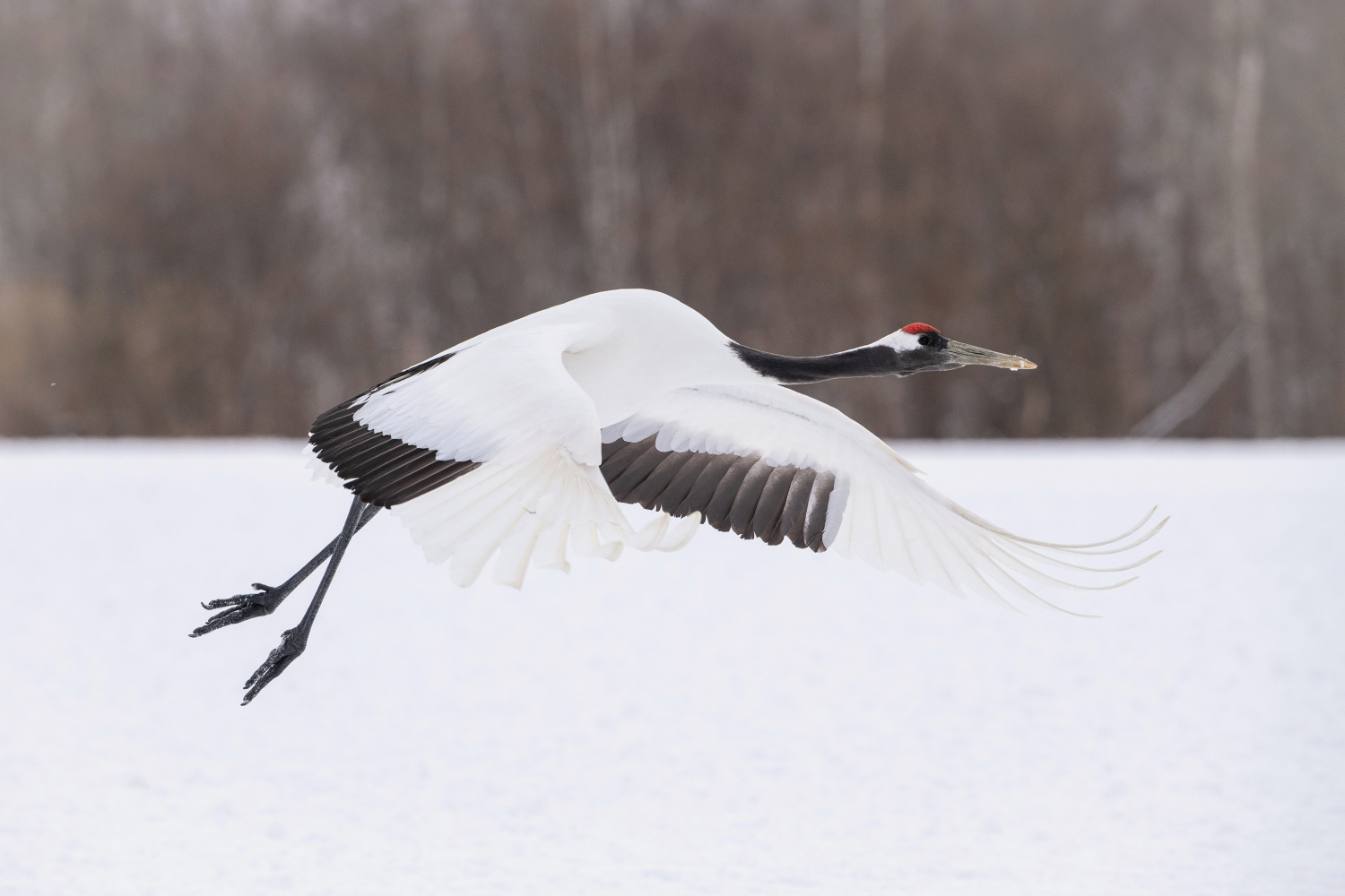 jeřáb mandžuský (Grus japonensis) Red-crowned crane