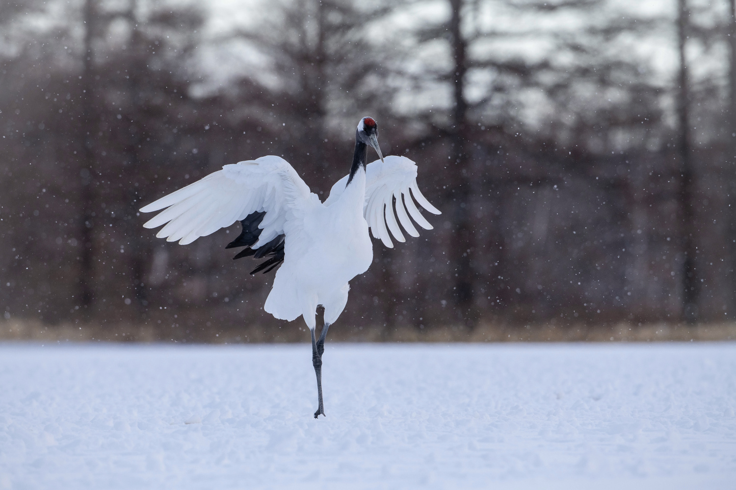 jeřáb mandžuský (Grus japonensis) Red-crowned crane