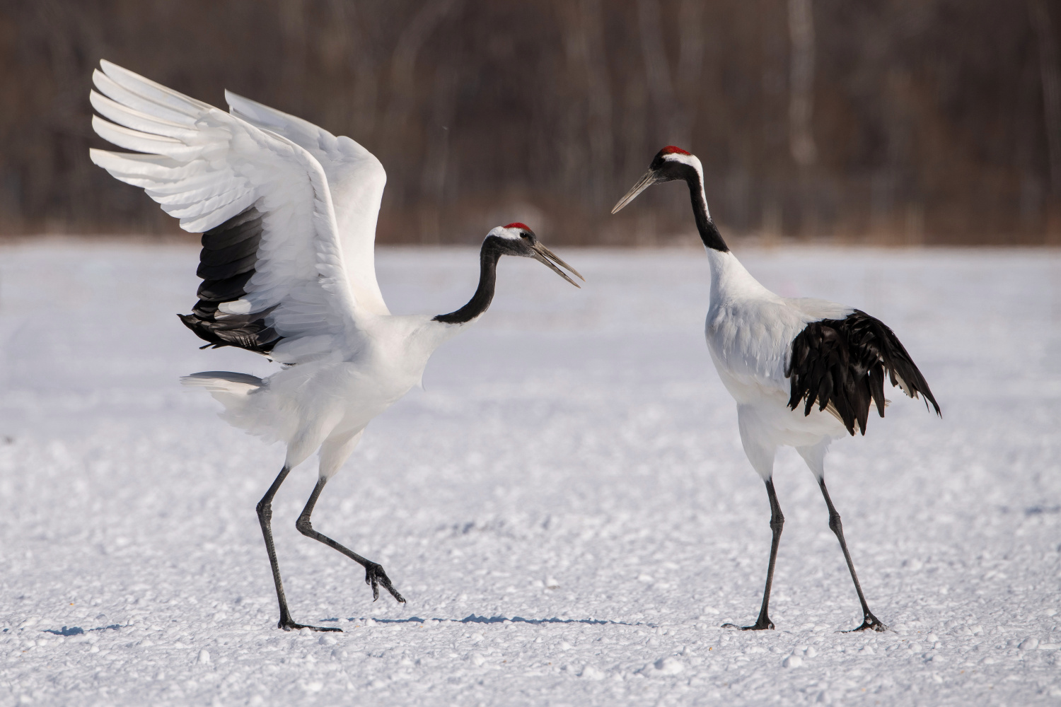 jeřáb mandžuský (Grus japonensis) Red-crowned crane