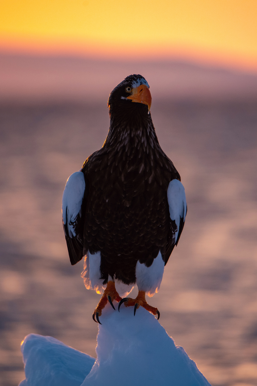 orel východní (Haliaeetus pelagicus) Steller´s sea eagle