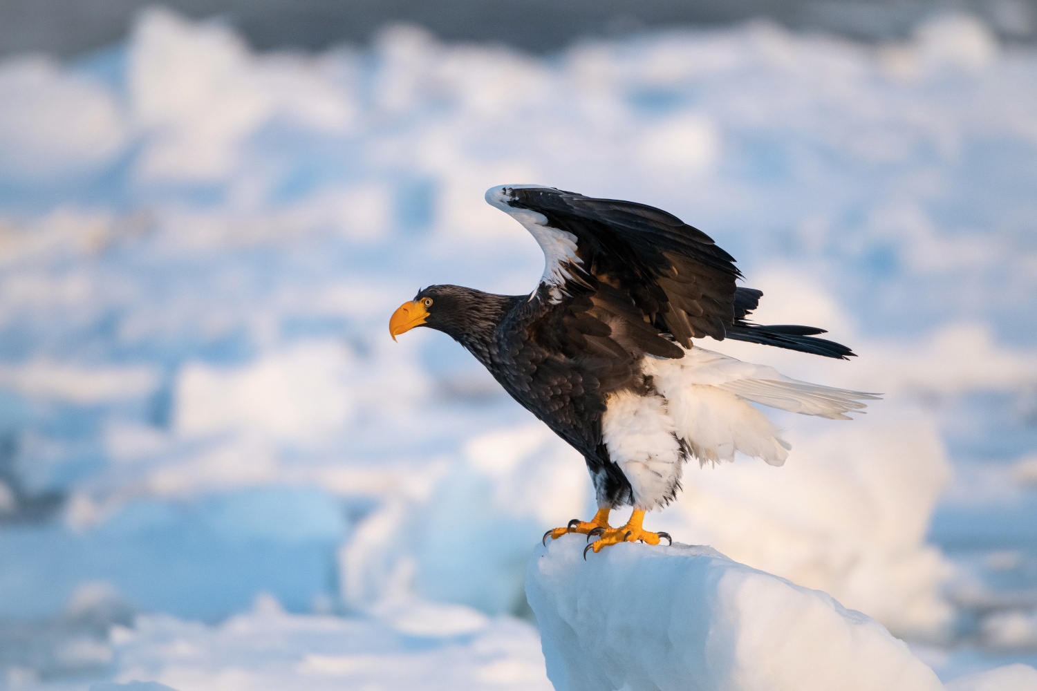 orel východní (Haliaeetus pelagicus) Steller´s sea eagle