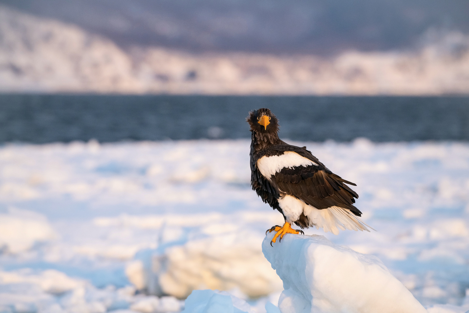 orel východní (Haliaeetus pelagicus) Steller´s sea eagle