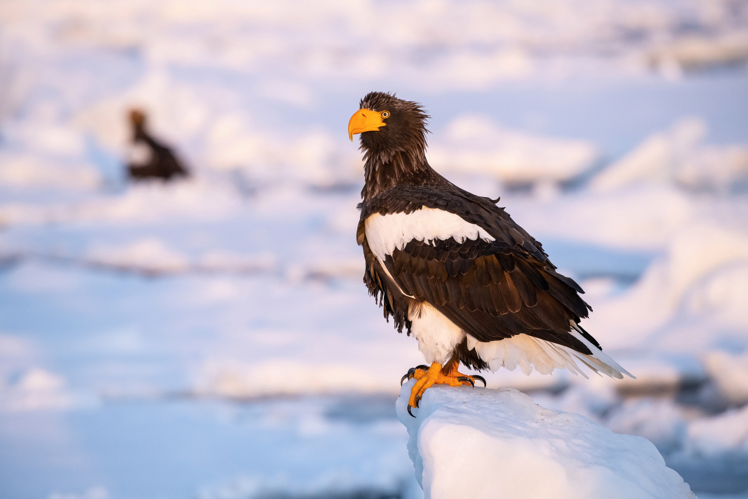 orel východní (Haliaeetus pelagicus) Steller´s sea eagle