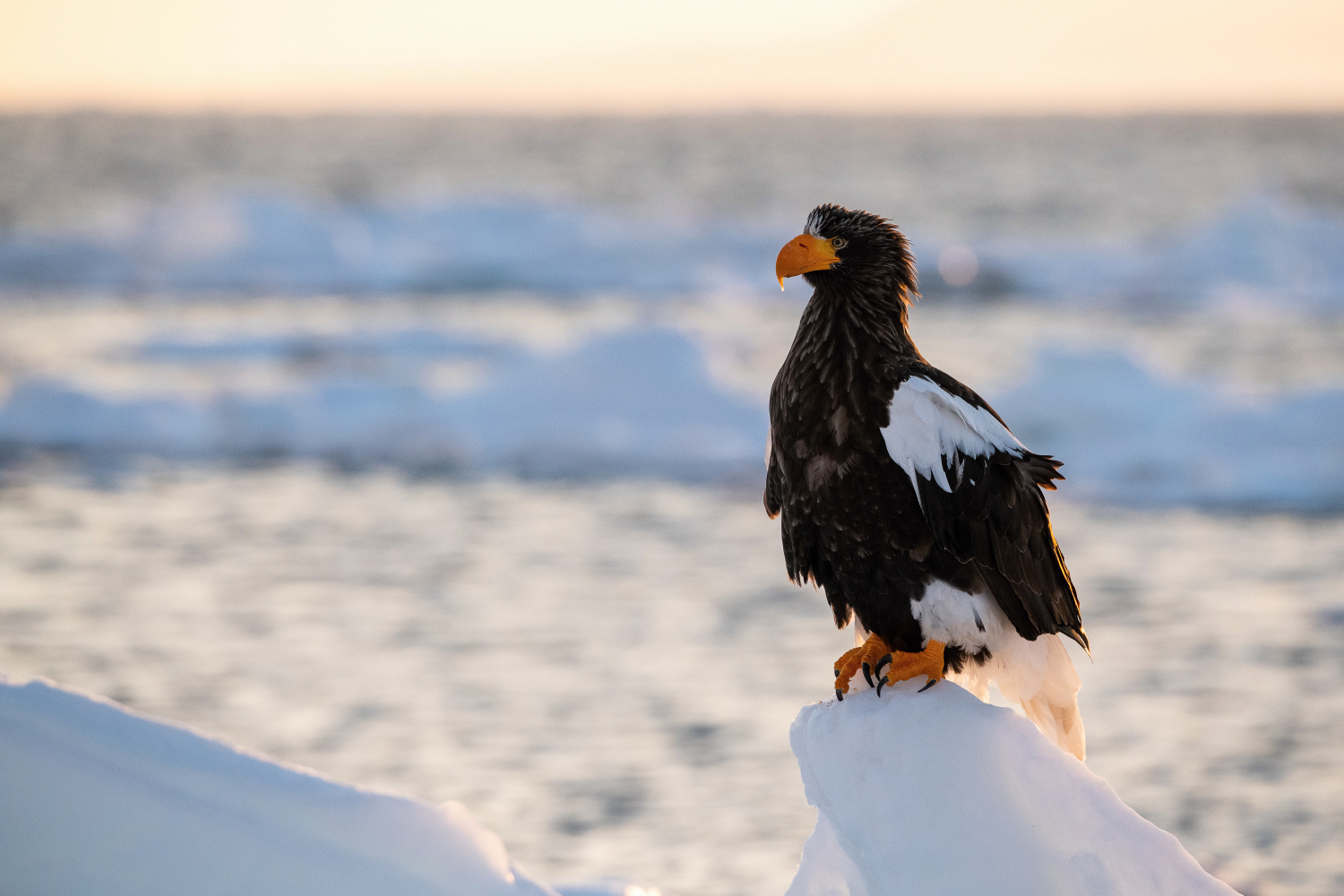 orel východní (Haliaeetus pelagicus) Steller´s sea eagle