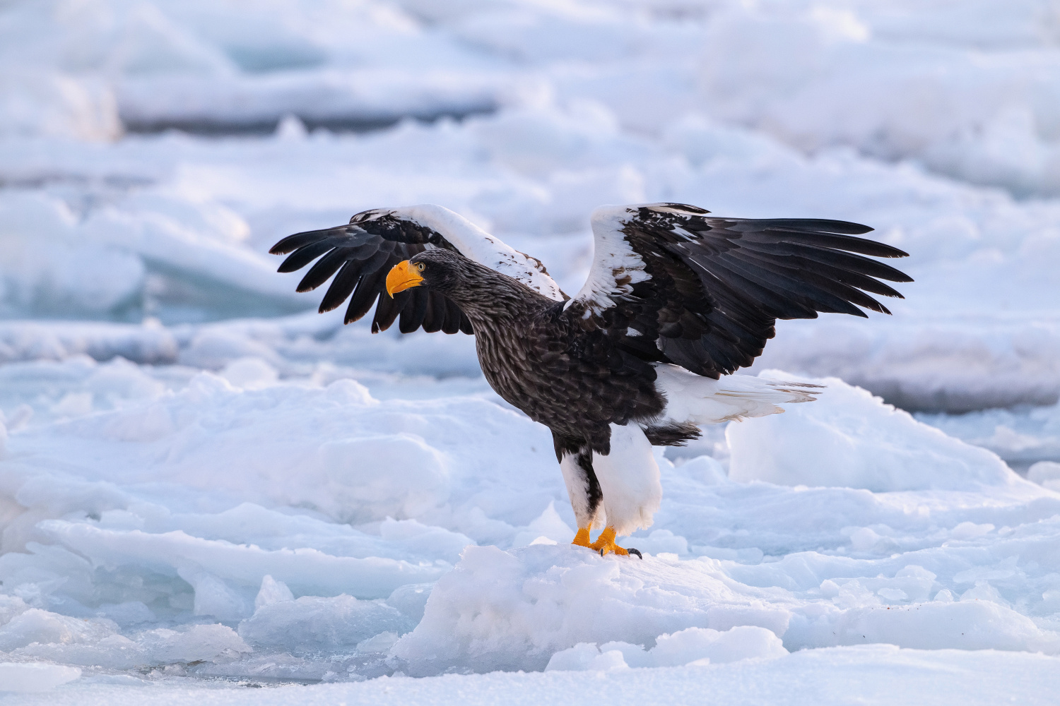 orel východní (Haliaeetus pelagicus) Steller´s sea eagle