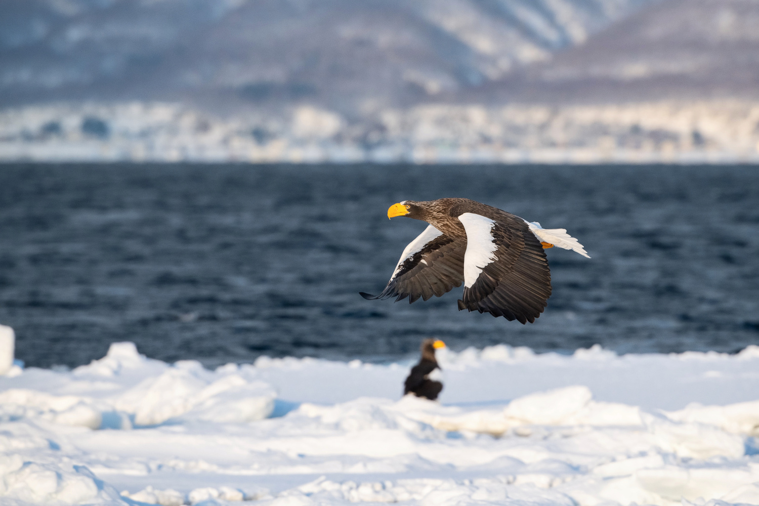 orel východní (Haliaeetus pelagicus) Steller´s sea eagle