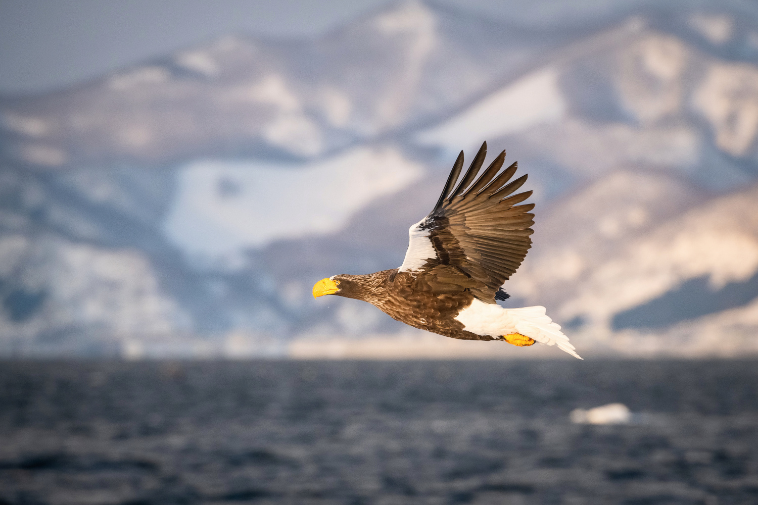 orel východní (Haliaeetus pelagicus) Steller´s sea eagle