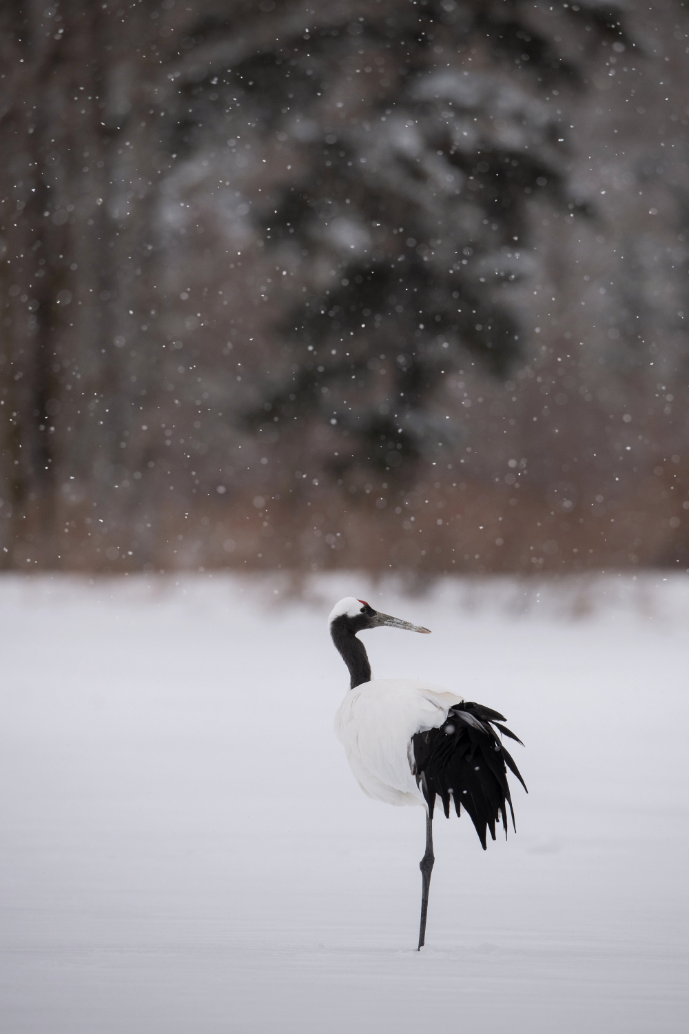 jeřáb mandžuský (Grus japonensis) Red-crowned crane