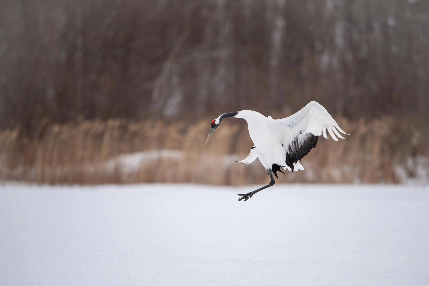 jeřáb mandžuský (Grus japonensis) Red-crowned crane