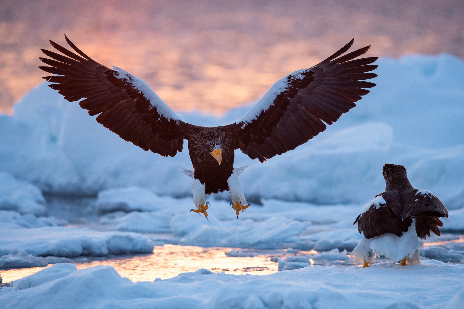 orel východní (Haliaeetus pelagicus) Steller´s sea eagle