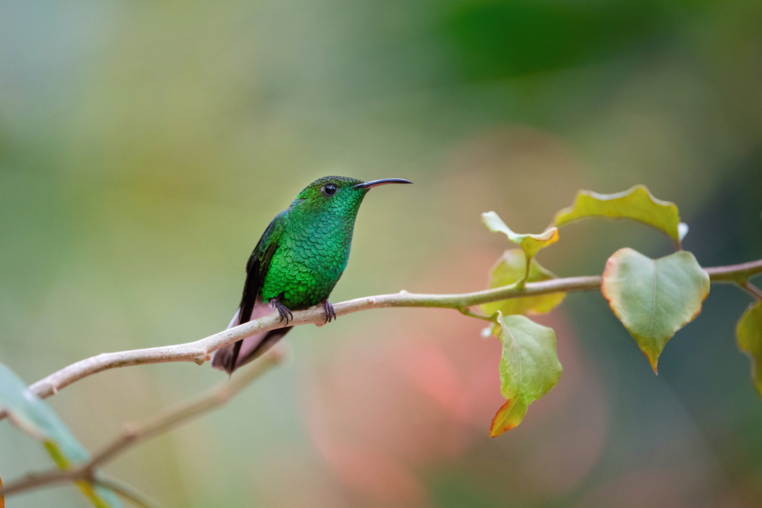 kolibřík měděnohlavý (Elvira cupreiceps) Coppery-headed emerald