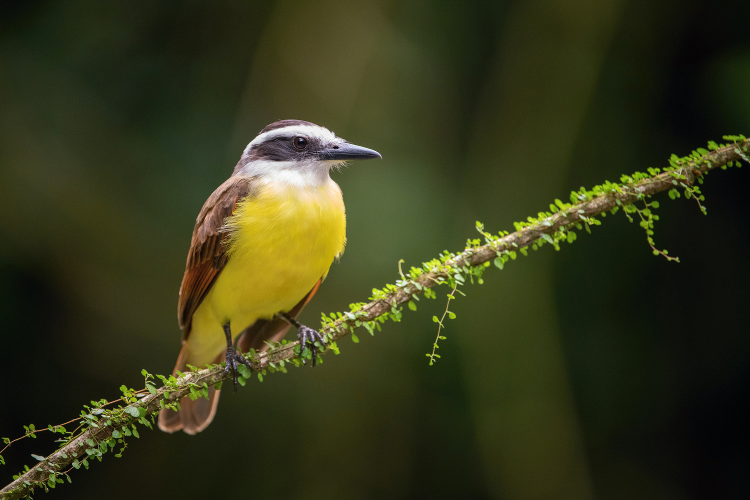 tyran bentevi (Pitangus sulphuratus) Great kiskadee