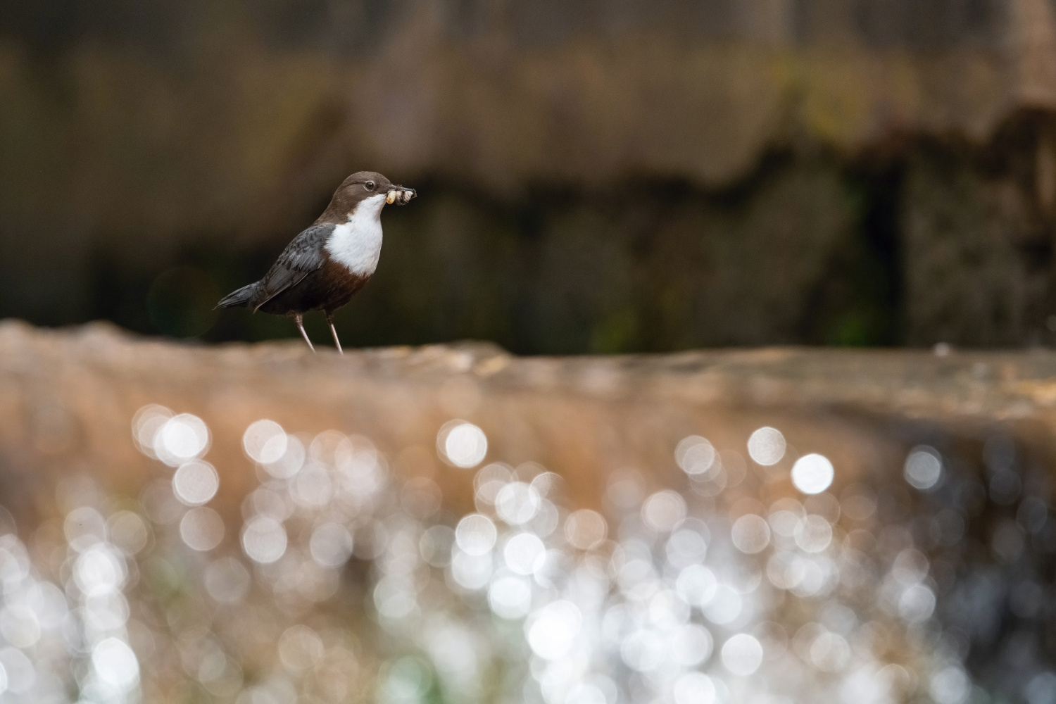 skorec vodní (Cinclus cinclus) White-throated dipper