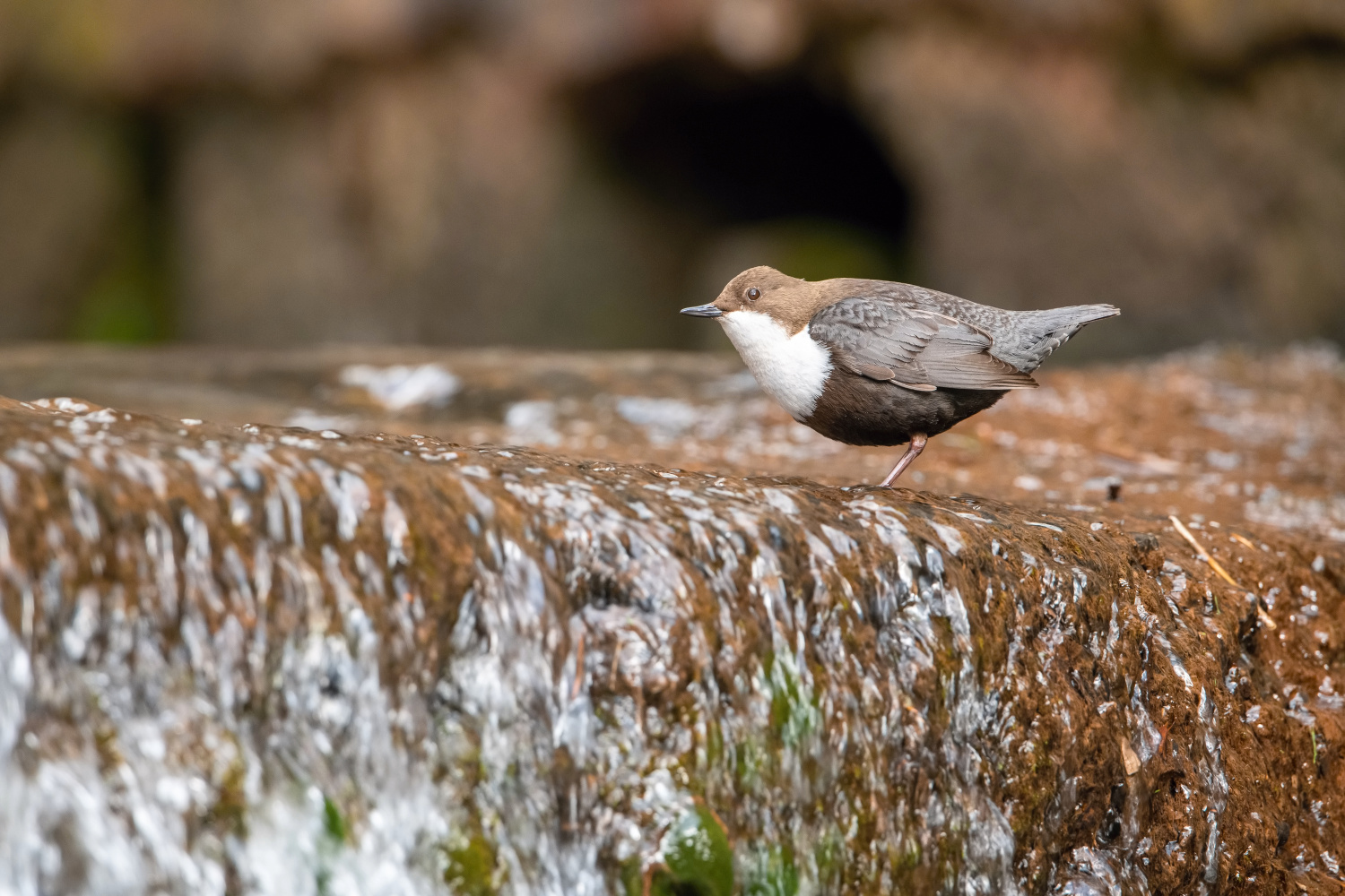 skorec vodní (Cinclus cinclus) White-throated dipper