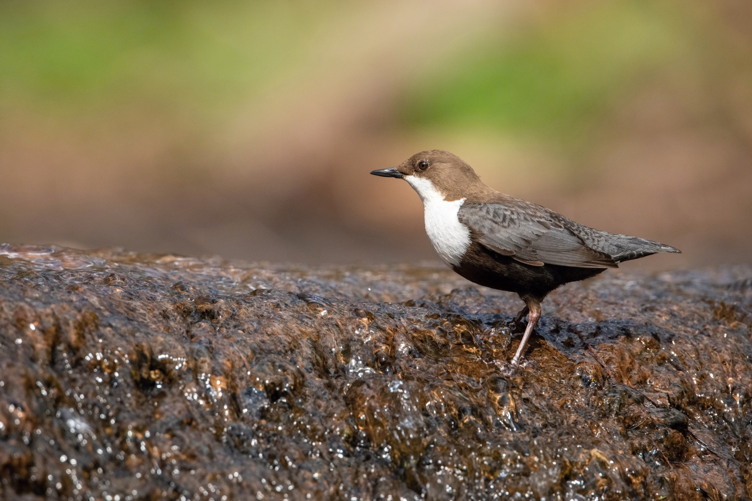 skorec vodní (Cinclus cinclus) White-throated dipper