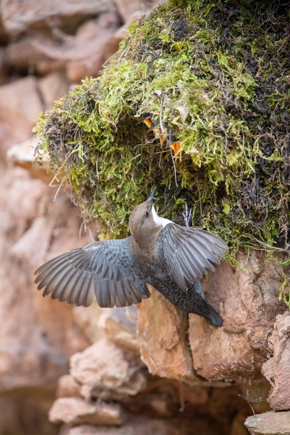 skorec vodní (Cinclus cinclus) White-throated dipper