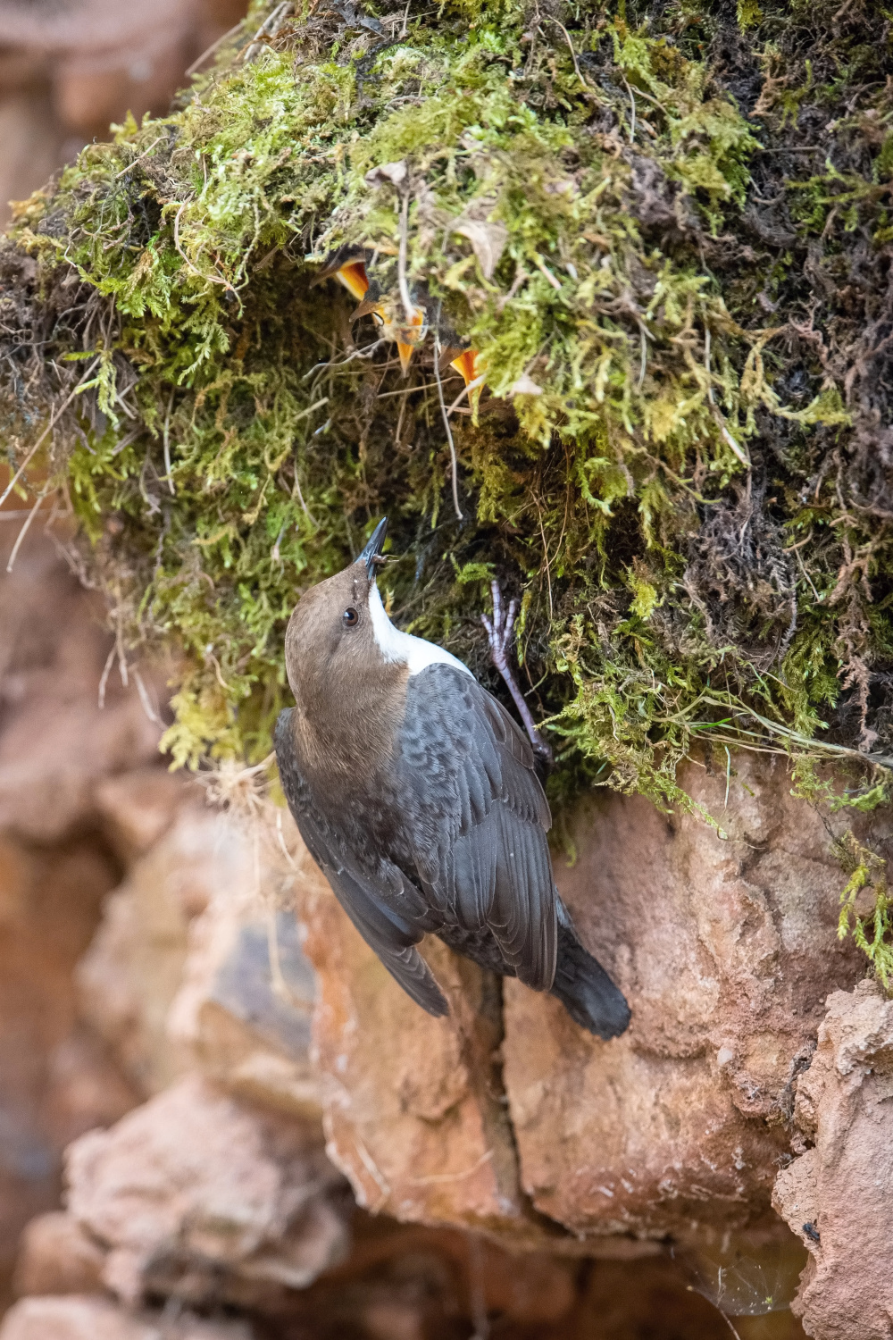 skorec vodní (Cinclus cinclus) White-throated dipper