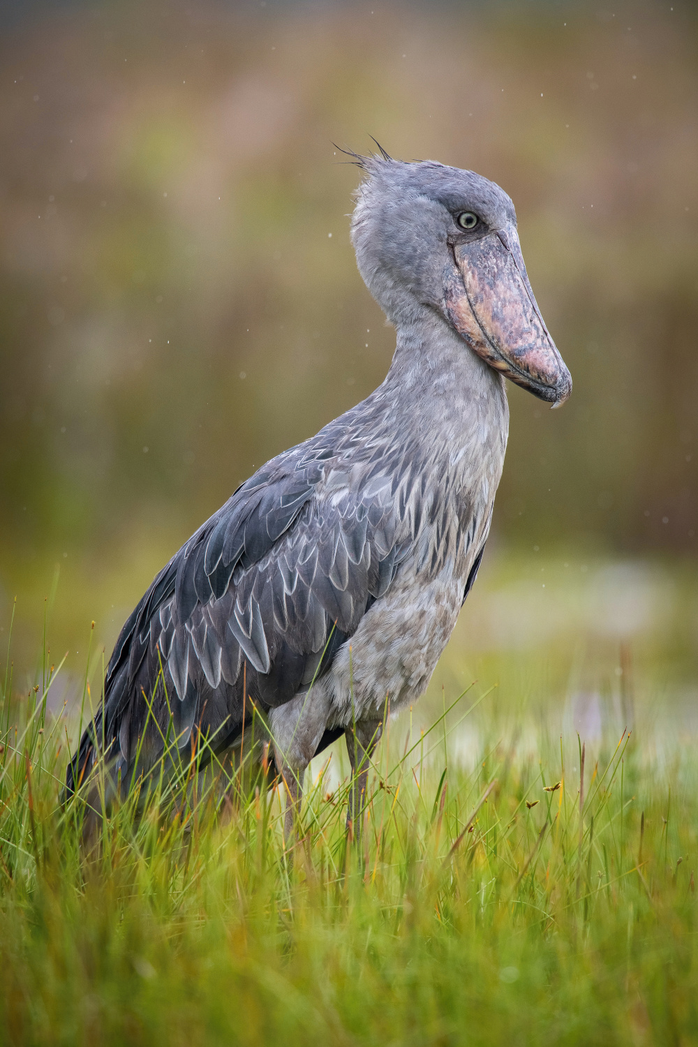 člunozobec africký (Balaeniceps rex) Shoebill