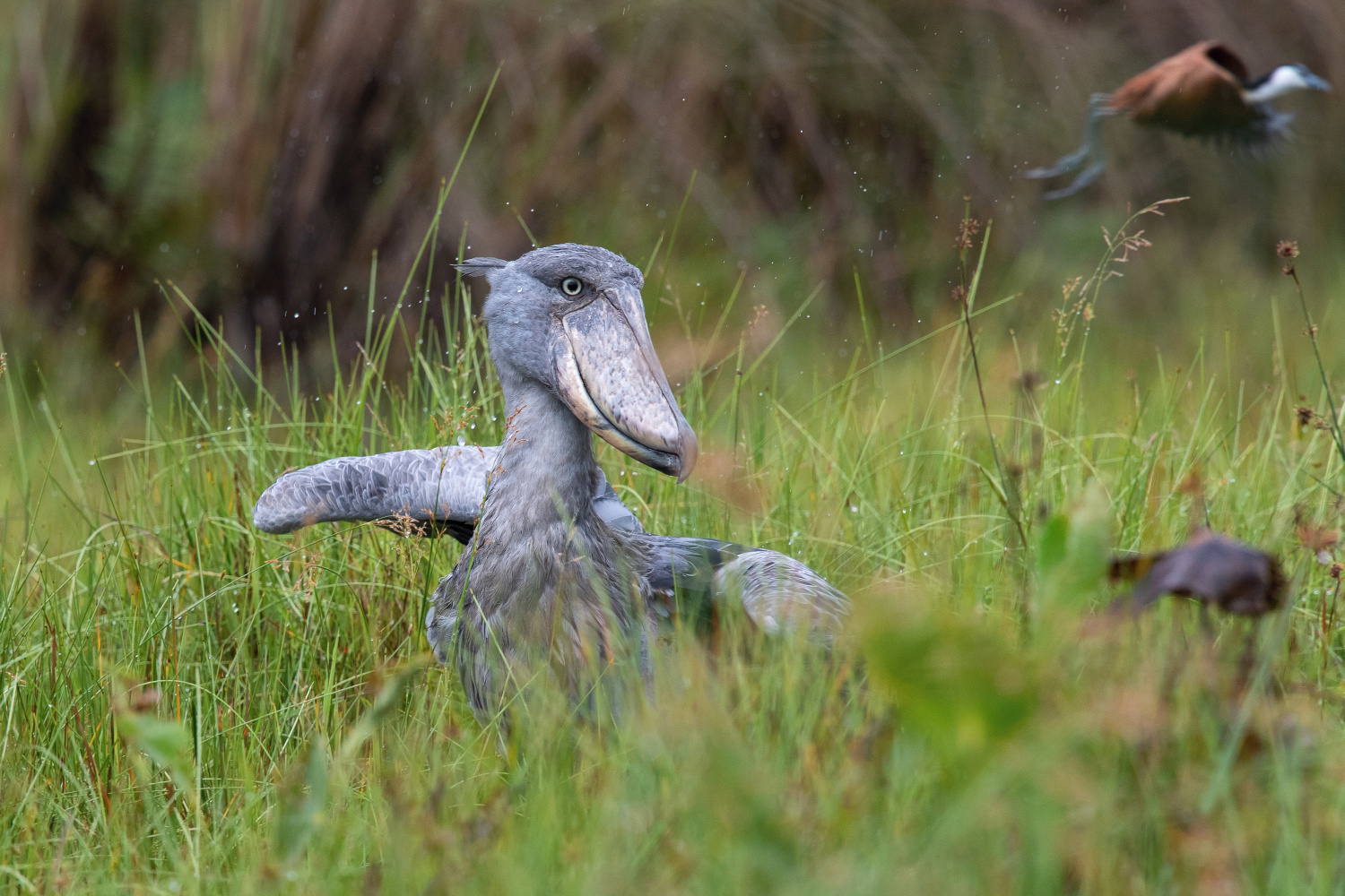 člunozobec africký (Balaeniceps rex) Shoebill