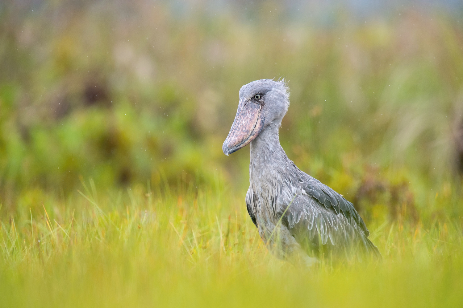 člunozobec africký (Balaeniceps rex) Shoebill