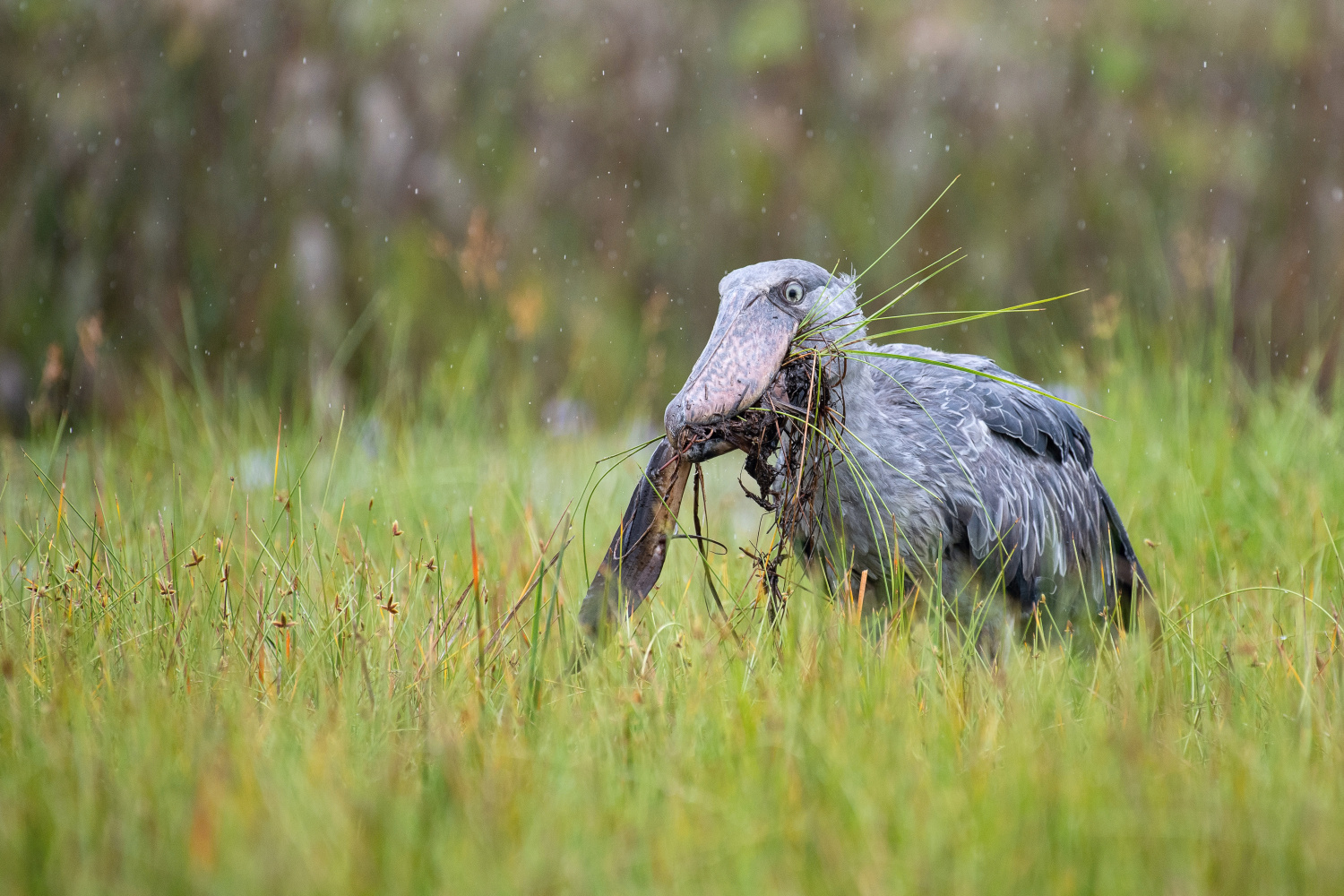 člunozobec africký (Balaeniceps rex) Shoebill