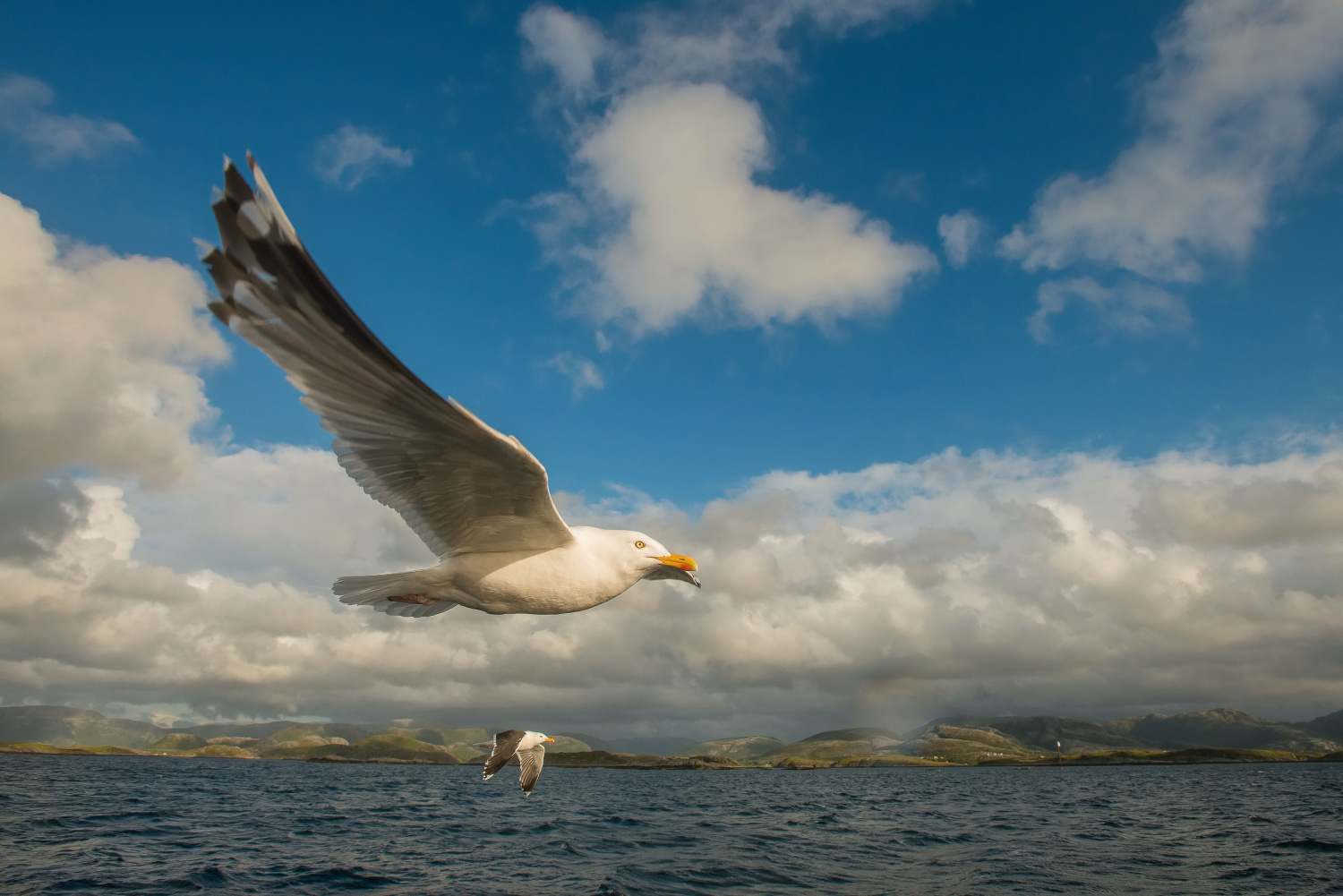 racek stříbřitý (Larus argentatus) European herring gull
