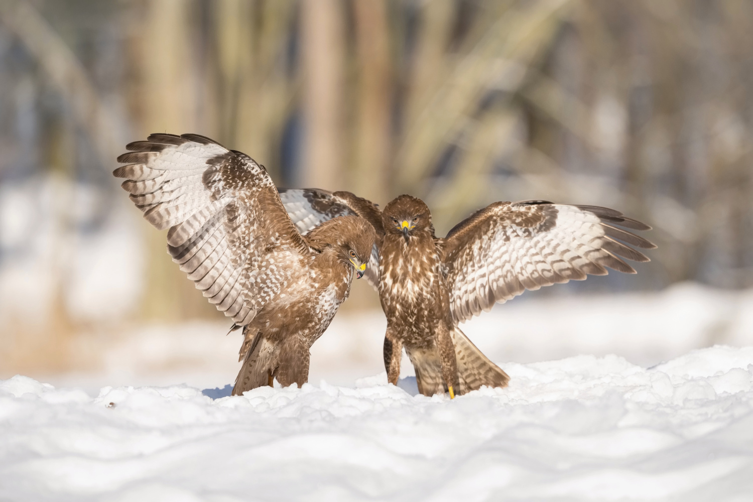 káně lesní (Buteo buteo) Common buzzard